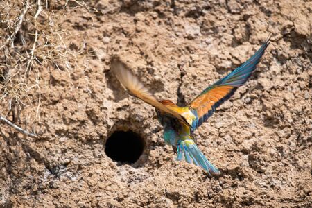 European Bee-eater or Merops apiaster on ground near hole nest.の写真素材
