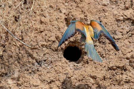 European Bee-eater or Merops apiaster on ground near hole nest.の写真素材