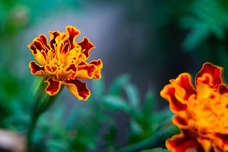 Close up of beautiful Marigold flower or Tagetes erecta, Mexican, Aztec or African marigold in the garden.の写真素材