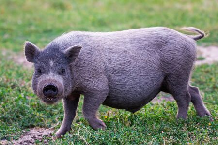 Vietnamese Pot-bellied pig on a grass meadowの写真素材