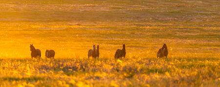 Wild horse in wildlife on golden sunset.の写真素材