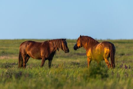 Wild horses grazing in a meadow at sunrise. Concept Freedom in nature