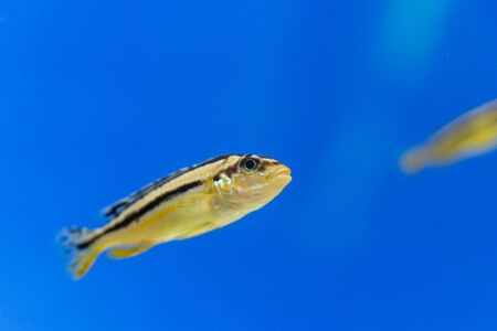 Auratus cichlid Melanochromis auratus golden mbuna aquarium fish isolatedの写真素材