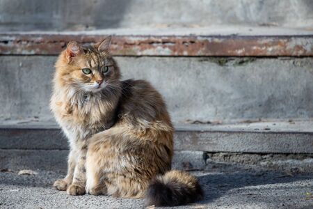 Street houmless cat in the sunny day.の写真素材