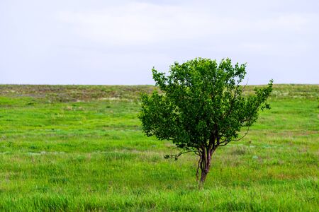 A beautiful summer day in a rural area. A field with a solitary tree, plants and green grass. A beautiful sky with white clouds.の写真素材