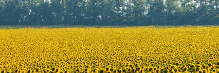 Wonderful panoramic view field of sunflowers by summertime.