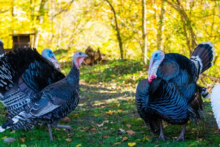 Male and female turkeys outdoors on green grass.