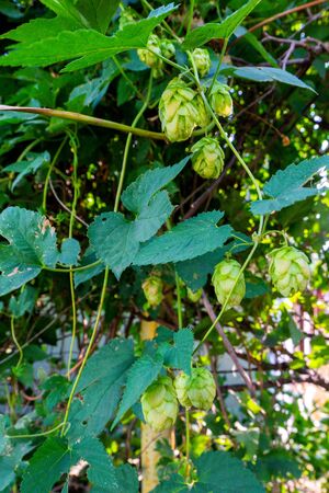 Fresh hops or Humulus lupulus used primarily as a bittering, flavouring, and stability agent in the...