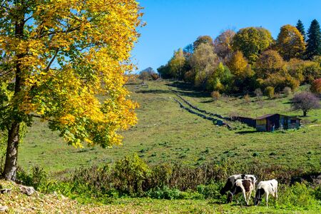 Spotted cow grazing on beautiful green meadow against a blue sky.の写真素材