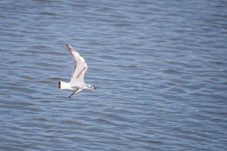 Gull. It's not a sea gull. She lives on the Volga river and probably never saw the sea...