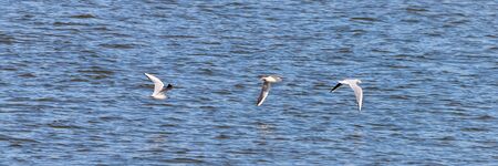 three seagulls or Larus ridibundus flying over river water. waves on the water.