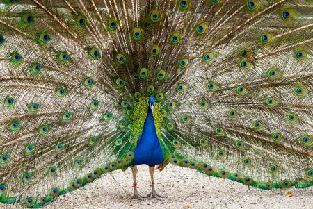 Close up male peacock with fully unfolded feathers of his tail.の写真素材