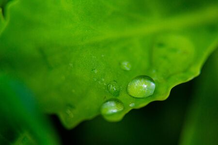 Green leaf with drops of water. Macro shot.