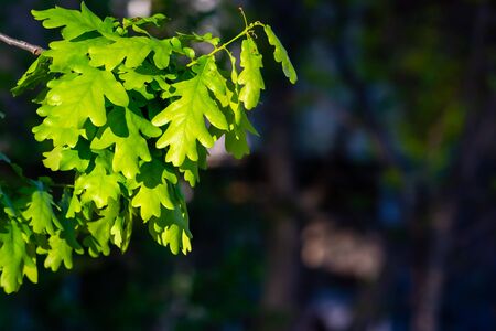 Green oak leaves on tree, bright sun in forest or park