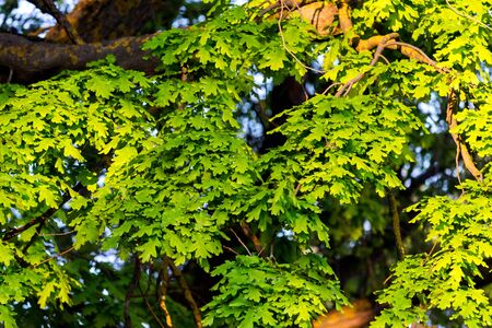 Green oak leaves on tree, bright sun in forest or park