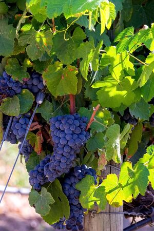An image of bunches of fresh red grapes.