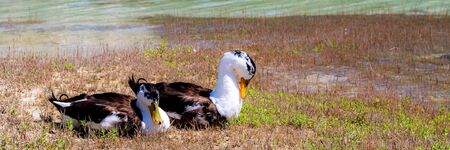 Two wild ducks, male and female on grass.