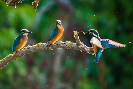 Common European Kingfisher or Alcedo atthis sits on a stick above the river and hunting for fish. This sparrow-sized bird has the typical short-tailed, large-headed kingfisher profile.の写真素材