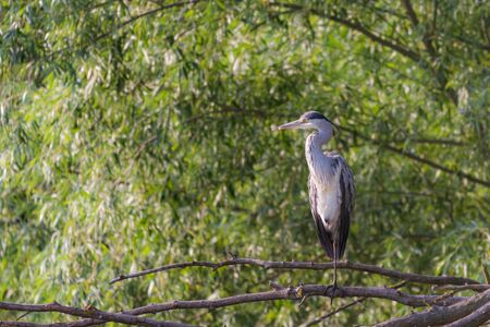 Grey herons standing on an branch - gray herons - european common herons or Ardea cinerea.の写真素材