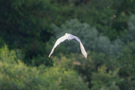 White heron in flight. Wild life in nature