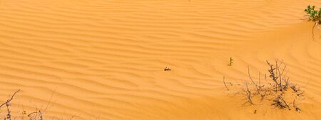 Yellow sand texture for background. Natural background as desert themeの写真素材