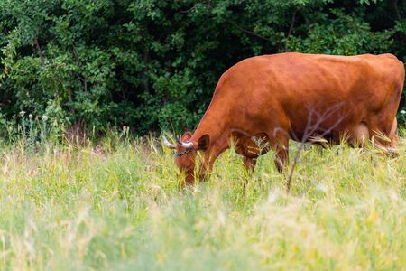 Grass-fed beef cow in pasture. Farm nature conceptの写真素材