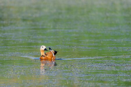 Ruddy Shelduck female in its natural habitat.の写真素材