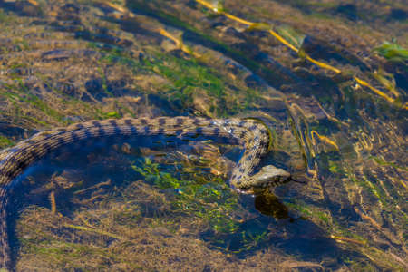 Grass snake floats on the lake with clear water