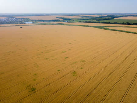 Aerial top view of the golden wheat field. Rural nature background.の写真素材