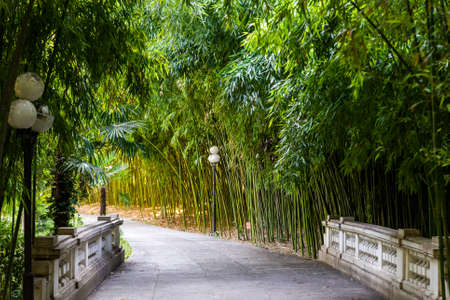 Panorama bamboo forest or bamboo grove with bushesの写真素材