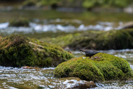 White-throated dipper or Cinclus cinclus on a mountain river.の写真素材