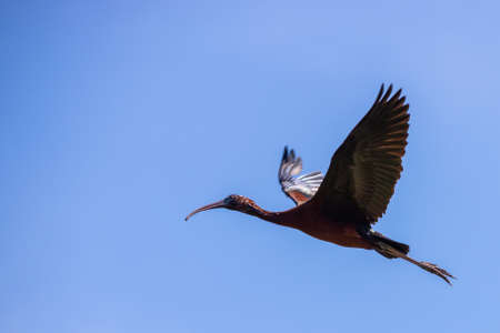 Flying Glossy Ibis. Plegadis falcinellus. Wild bird in natureの写真素材