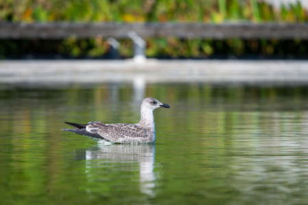 Seagull floating on a fresh water pond.の写真素材