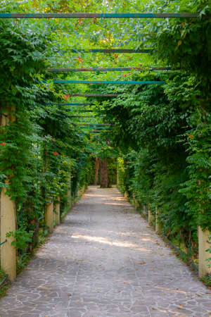 Alley of tropical climbing plants in a park.の写真素材