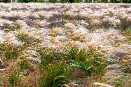 Beautiful of Feather Pennisetum or Mission Grass close up mode with back light of sunrise in the...