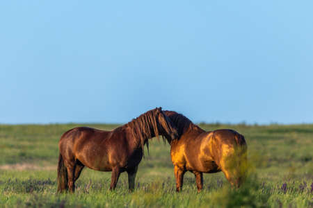 Wild horses grazing in a meadow at sunrise. Concept Freedom in natureの写真素材