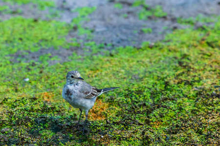Juvenile white wagtail or Motacilla alba in riverの写真素材