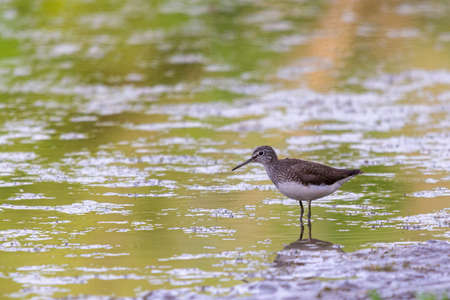 Wood Sandpiper or Tringa glareola or Charadrii. Wild bird in a natural habitat.の写真素材
