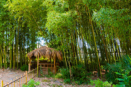Panorama bamboo forest or bamboo grove with bushesの写真素材