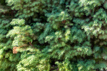 Background of branches and needles of a spruce, texture closeup.