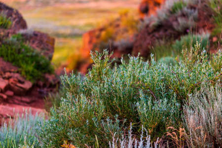 Calluna vulgaris, also known as heather, in the steppe highlands.の写真素材
