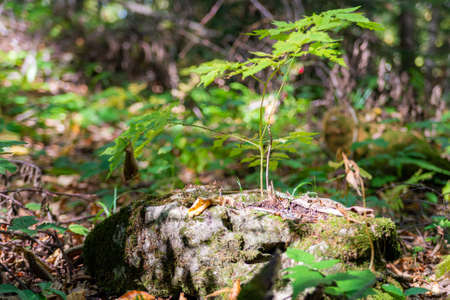 Sprout plant growing on stones in forest with blurred background.