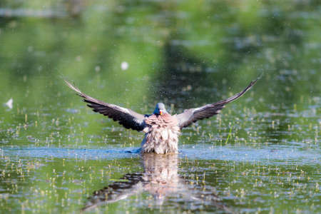Wild Wood pigeon or Columba palumbus in water of pond.の写真素材