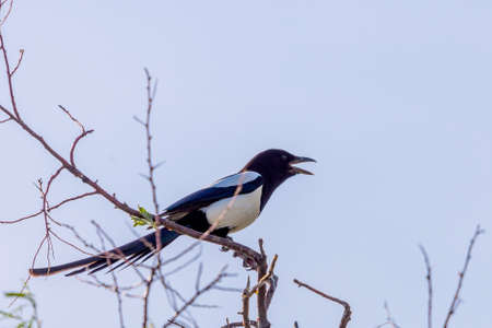 Young eurasian magpie or Pica Pica on branch in wild nature.の写真素材