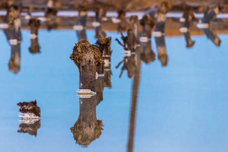 Salt on wooden log in water salt lake. Salt Lake Baskunchak, Russia.の写真素材