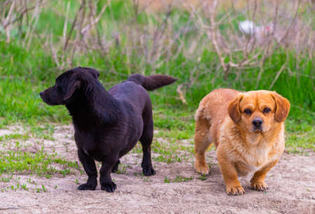 Two cute little black and brown mix breed dogs outside.の写真素材