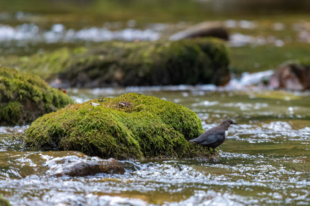 White-throated dipper or Cinclus cinclus on a mountain river.
