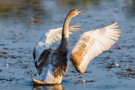 Young gray mute swan or Cygnus olor swimming on the water.の写真素材