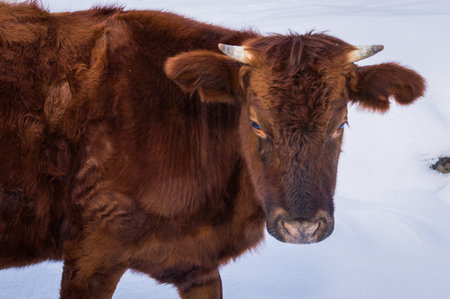 Close up portrait of Cow at winter pasture.