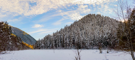 Snowy winter mountains with softwood forest in Russiaの写真素材